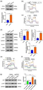 MCP-1 Antibody in Western Blot (WB)