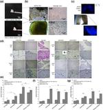 GFAP Antibody in Immunohistochemistry (IHC)