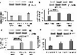 HK2 Antibody in Western Blot (WB)