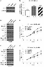 BST-2 Antibody in Western Blot (WB)