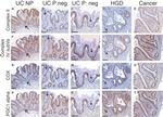 SDHB Antibody in Immunohistochemistry (IHC)