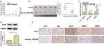 Bax Antibody in Immunohistochemistry (IHC)