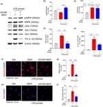 Syk Antibody in Western Blot (WB)