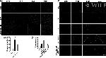 F4/80 Antibody in Immunohistochemistry (Paraffin) (IHC (P))