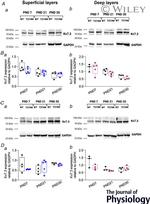 GAPDH Antibody in Western Blot (WB)