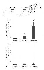 PU.1 Antibody in ChIP Assay (ChIP)