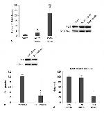 PU.1 Antibody in Western Blot (WB)