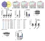 Cyclin L2 Antibody in Western Blot (WB)