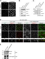 ZO-2 Antibody in Western Blot (WB)