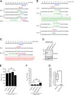 MARVELD2 Antibody in Western Blot (WB)