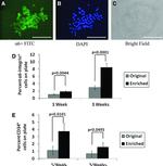 CD34 Antibody in Flow Cytometry (Flow)