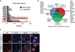 p53 Antibody in Immunocytochemistry (ICC/IF)