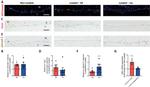 Phospho-SMAD2 (Ser465, Ser467) Antibody in Immunohistochemistry (IHC)