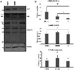 O-linked N-acetylglucosamine (O-GlcNAc) Antibody in Western Blot (WB)