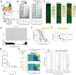 GFAP Antibody in Immunohistochemistry (IHC)