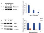 beta Catenin Antibody in Western Blot (WB)