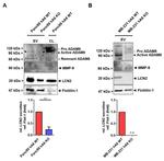 Flotillin 1 Antibody in Western Blot (WB)