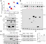 ZPK Antibody in Western Blot, Immunoprecipitation (WB, IP)