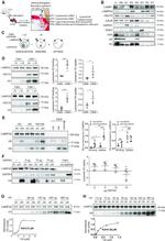 LAMP-2A Antibody in Western Blot (WB)