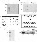 Nucleolin Antibody in Western Blot (WB)