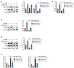 DMRT2 Antibody in Western Blot (WB)