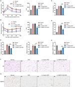 DMRT2 Antibody in Immunohistochemistry (IHC)