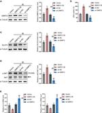 DMRT2 Antibody in Western Blot (WB)