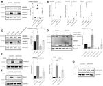 HMGCR Antibody in Western Blot (WB)