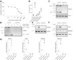 HMGCR Antibody in Western Blot (WB)