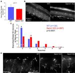 PGP9.5 Antibody in Immunohistochemistry (IHC)