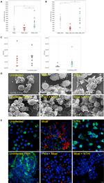 Myeloperoxidase Antibody in Immunocytochemistry (ICC/IF)