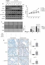 MLLT11 Antibody in Immunohistochemistry (IHC)