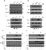 MLLT11 Antibody in Western Blot, Immunoprecipitation (WB, IP)