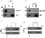 MLLT11 Antibody in Immunoprecipitation (IP)