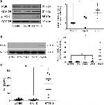 HIF1A Antibody in Western Blot (WB)