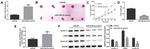 Cyclin L1 Antibody in Western Blot (WB)