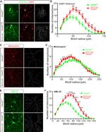 Opsin 4 Antibody in Immunocytochemistry (ICC/IF)