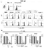 Nestin Antibody in Flow Cytometry (Flow)