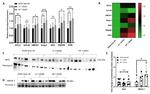 HMOX1 Antibody in Western Blot (WB)