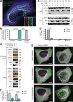 MID2 Antibody in Immunoprecipitation (IP)