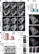 MID2 Antibody in Immunoprecipitation (IP)