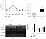 DNMT3A Antibody in Western Blot (WB)