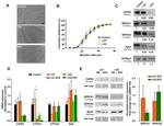 SERCA1 ATPase Antibody in Western Blot (WB)