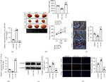 APITD1 Antibody in Western Blot (WB)