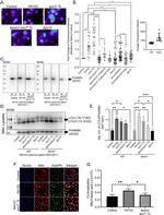 Prohibitin Antibody in Western Blot (WB)