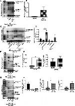 Prohibitin Antibody in Western Blot (WB)