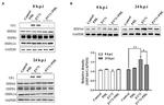 HSP27 Antibody in Western Blot (WB)