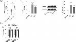 PDZD8 Antibody in Western Blot (WB)