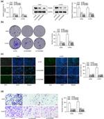 PDZD8 Antibody in Western Blot (WB)