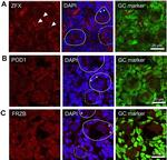 ZFX Antibody in Immunohistochemistry (Frozen) (IHC (F))